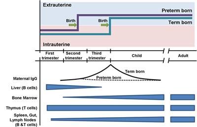 Preterm Birth Affects the Risk of Developing Immune-Mediated Diseases